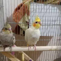 دو عدد جوجه عروس هلندی