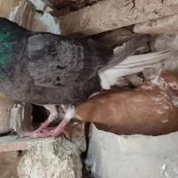 یک جفت دم سفید آس