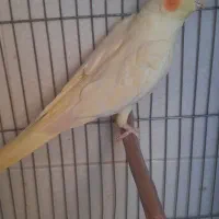 عروس هلندی ماده مست پاد ویپ|پرنده|رفسنجان, |دیوار