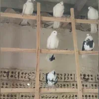 ۲۵جفت جوجه کفتر ناجلد|پرنده|کاشان, فاز ۱ ناجی آباد|دیوار