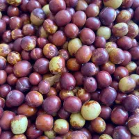 خرید وفروش زعفران وزرشک وعناب