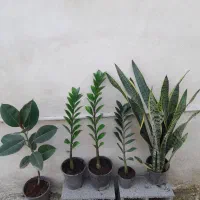 تعدادی گل