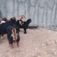 دوبز داشتی مهران|حیوانات مزرعه|مهران (ایلام), |دیوار