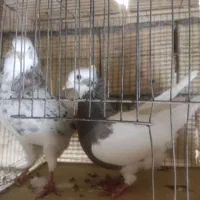 کبوتر|پرنده|داران, |دیوار