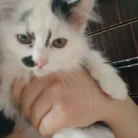 سه تا گربه نژاد دار