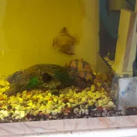 ماهی با آکواریوم فروشی|ماهی|رفسنجان, |دیوار