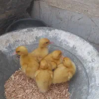 فروش جوجه اردک و مرغ نژادهای متنوع