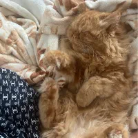 گربه پرشین اصل|گربه|قم, باجک دو|دیوار