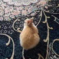 خونمون اپارتمانیه به دلیل نداشتن جا به فروش میره