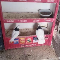 جفت طوق سیاه