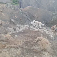 سگ ماده یک سال|سگ|خوی, |دیوار