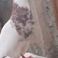تعدادی کبوتر طوقی کرمانشاهی درجه یک آدرس بستک