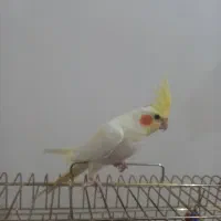 عروس هلندی|پرنده|بیجار, |دیوار