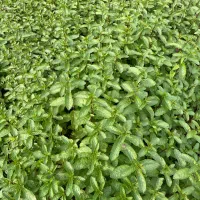 نعنا محلی رشت