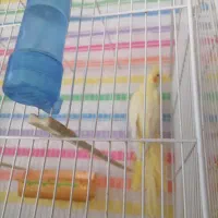 خرید و فروش انواع قناری عروس گرین چیک و...|پرنده|تایباد, |دیوار