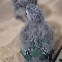 گرینچیک تراکوییس نرمال