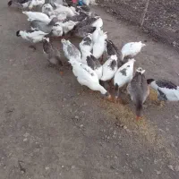 غار|حیوانات مزرعه|ماکو, |دیوار