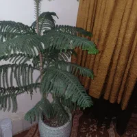 گل مطبق بزرگ با قد یک متر ۱۰سانت سرحال وزیبا