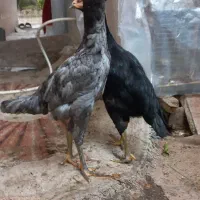 جوجه مرغ لاری رنگ طوسی وسیاه تاج مهر،خمام