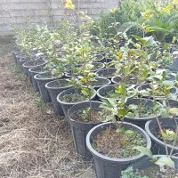 فروش گل به صورت یکجا فروشی به قیمت مناسب|گل و گیاه طبیعی|واجارگاه, |دیوار