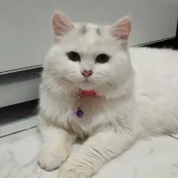 پرشین ۴ ماهه