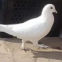 کبوتر تهرانی