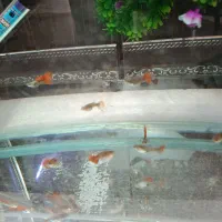 گوپی زبرا کالر تایگر بارب|ماهی|پاکدشت, پاکدشت (مامازند)|دیوار