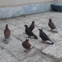 کبوتر یا کفتر ارشلینگل|پرنده|اندیشه, اندیشه فاز ۲|دیوار