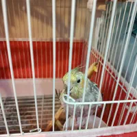 عروس هلندی نر و ماده|پرنده|ملایر, |دیوار