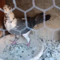 کفتر طوقی|پرنده|شهریار, شهرک بهاران (ویره)|دیوار