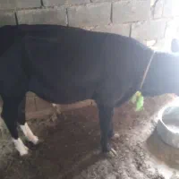 مسیر اهواز شوش