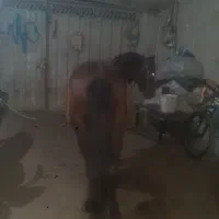 خرید وفروش اسب باری وسواری|اسب و تجهیزات اسب‌سواری|خوش‌رودپی, |دیوار