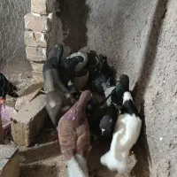 کبوتر پرشی|پرنده|اقبالیه, |دیوار