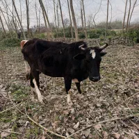 گاو باگوساله نر بسیار ارام