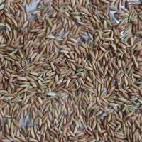 شلتوک عنبر بو با رائحه بسیار بالا|خوردنی و آشامیدنی|کارون, |دیوار