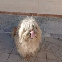 فروش سگ خانگی|سگ|شاهرود, |دیوار