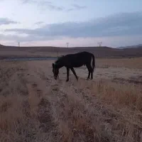 فروش ماده خر گله ای و قاطر باری