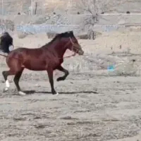 فروش نریان کرد کره بن شیخ