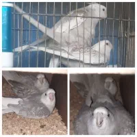 عروس هلندی مولد با تخم