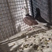 فروش کفتر پلاکی