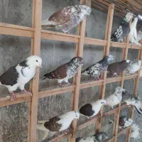 کبوتر پرشی ۴۳عدد|پرنده|بابل, |دیوار