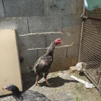 فروش خروس لاری.. و تخم مرغ نطفه دار نیمه لاری