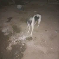 توله سگ نرو ماد|سگ|قم, لسانی|دیوار