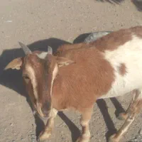 فروشی بزوپاچن