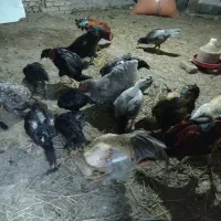 برهما اصل و لاری اصل افقان