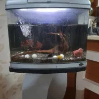 آکواریوم سام نونو|ماهی|اصفهان, حسین‌آباد|دیوار