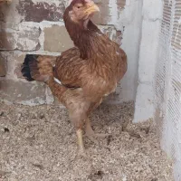مرغ لاری اصیل