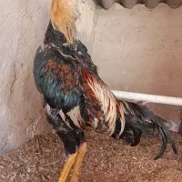 تخم مرغ نطفه دار لاری افغان و اوشامو