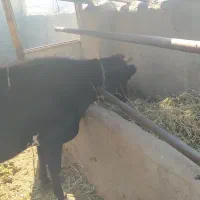 گاو شیری شکم دوم 20 روز مانده|حیوانات مزرعه|خواجه, |دیوار