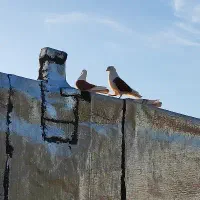 کبوتر پرشی پرشی به شرط